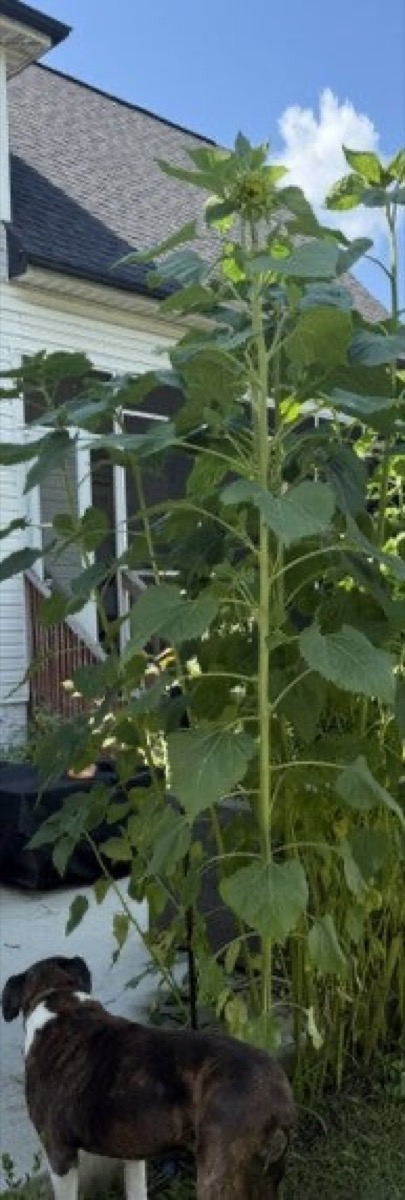 Twelve-foot sunflowers the boys grew
