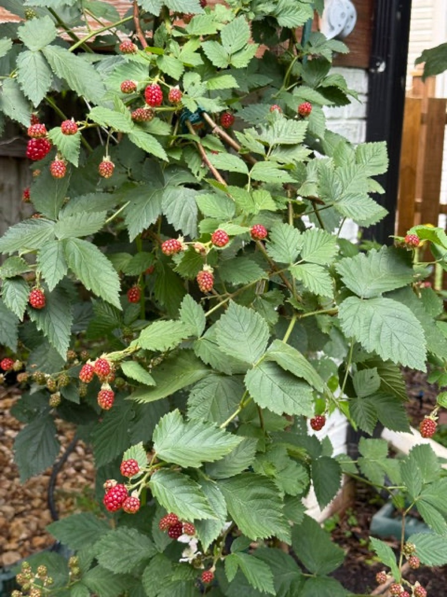 Blackberries, warm from the sun after two summers' wait
