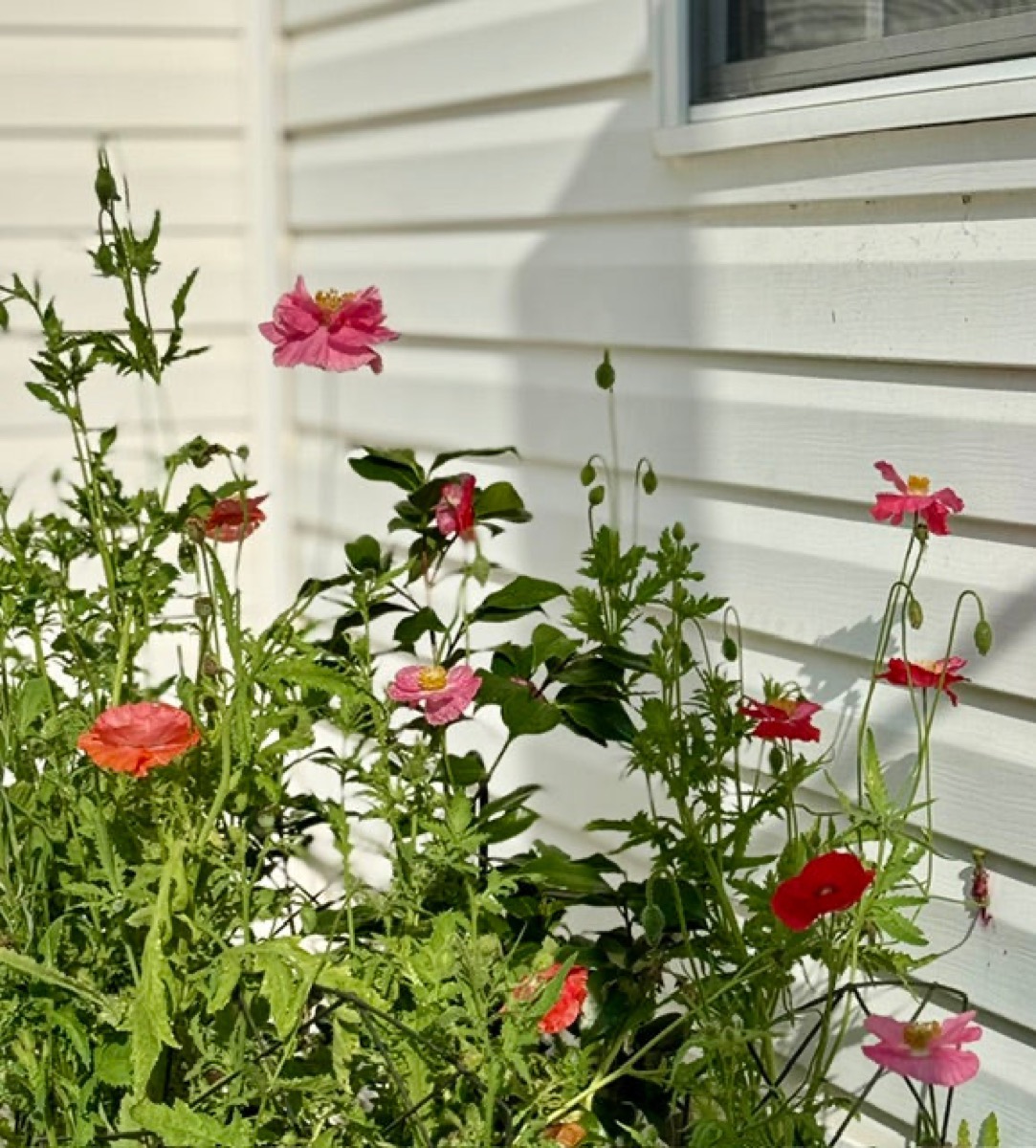 The flower beds the kids chose themselves